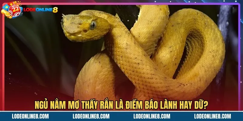 Mơ thấy rắn cùng thông điệp dự báo điềm lành dữ